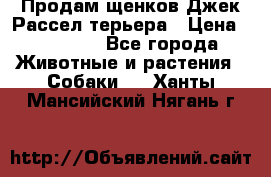 Продам щенков Джек Рассел терьера › Цена ­ 25 000 - Все города Животные и растения » Собаки   . Ханты-Мансийский,Нягань г.